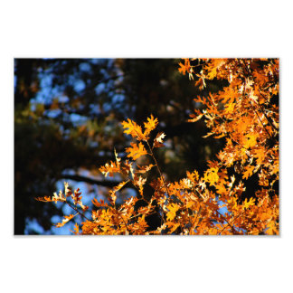 Idyllwild - Pine Cove Photo Print