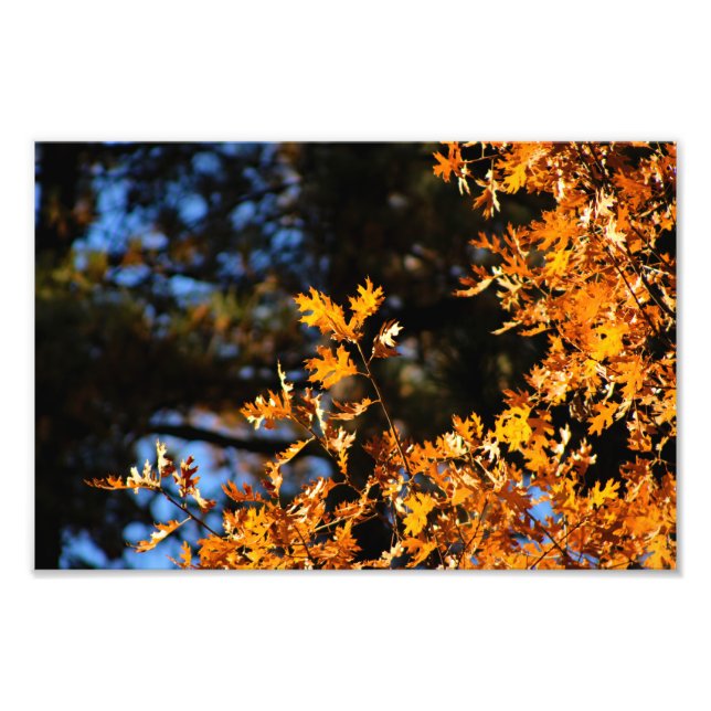 Idyllwild - Pine Cove Photo Print (Front)