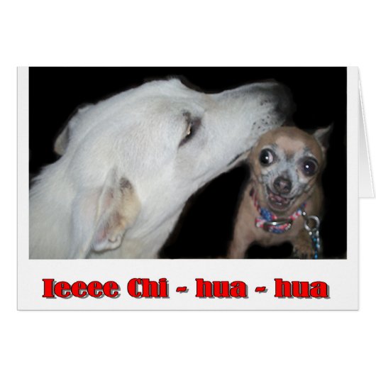 Ieee Chi hua hua (Front Horizontal)