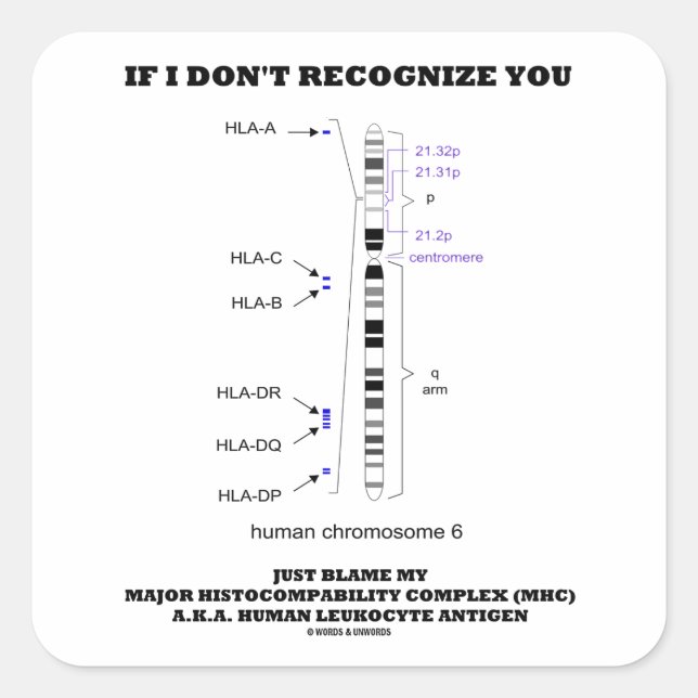 If I Don't Recognize You Just Blame My MHC Biology Square Sticker (Front)