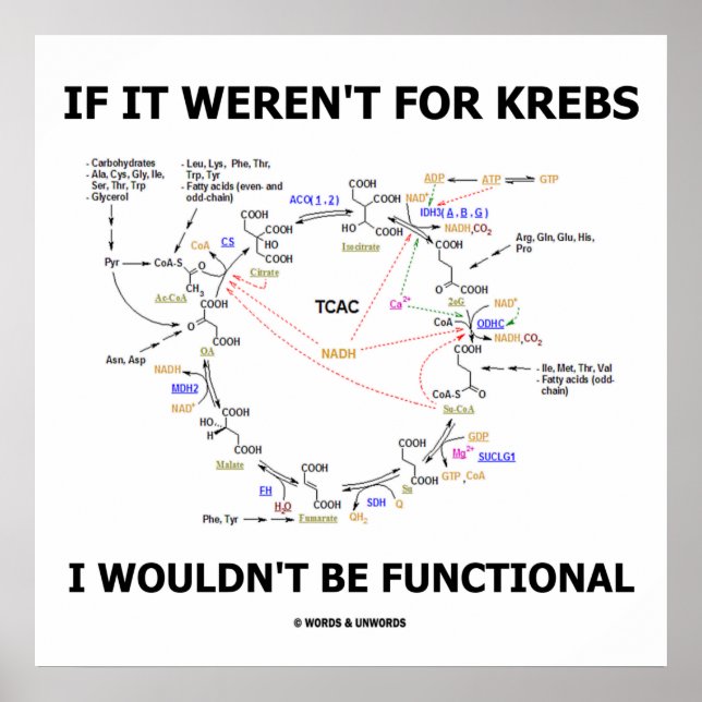 If It Weren't For Krebs I Wouldn't Be Functional Poster (Front)