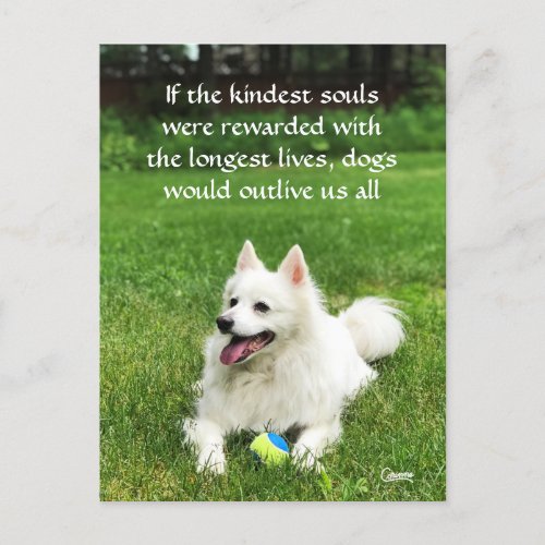 If the Kindest Souls _ Postcard