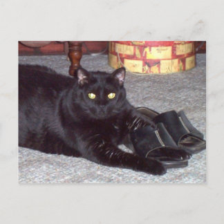 "If The Shoe Fits" Cat Postcard
