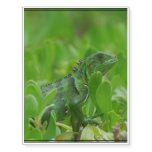 Iggy the Green Iguana Temporary Tattoos
