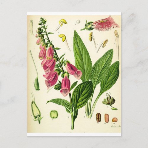 igitalis purpurea _ Foxglove Postcard