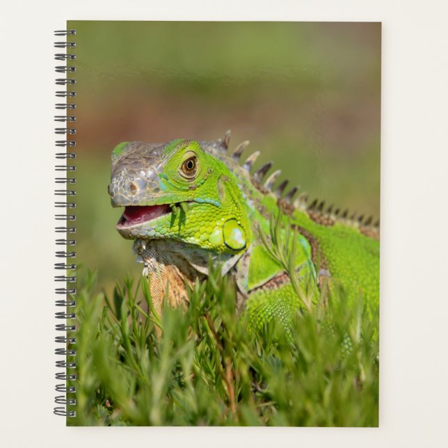 Iguana 2026 Planner | Florida Wildlife (Front)