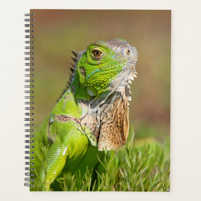 Iguana 2026 Planner | Florida Wildlife (Front)