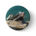 Iguana at St. Thomas Button