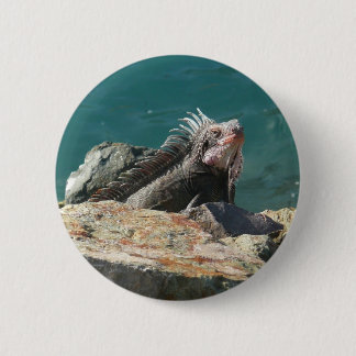 Iguana at St. Thomas Button