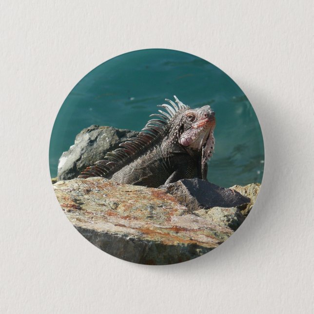 Iguana at St. Thomas Button (Front)