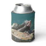 Iguana at St. Thomas Can Cooler