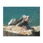 Iguana at St. Thomas Canvas Print