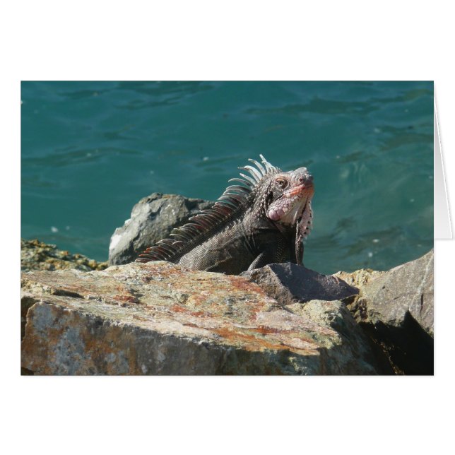 Iguana at St. Thomas Cards (Front Horizontal)