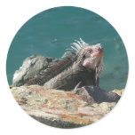 Iguana at St. Thomas Classic Round Sticker
