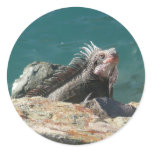 Iguana at St. Thomas Classic Round Sticker