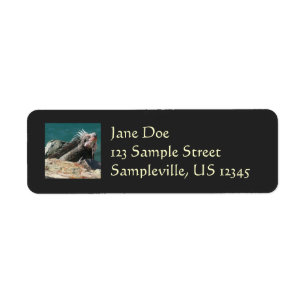 Iguana at St. Thomas Label