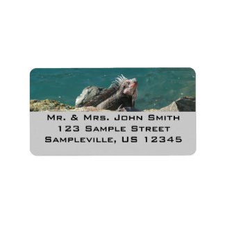 Iguana at St. Thomas Label