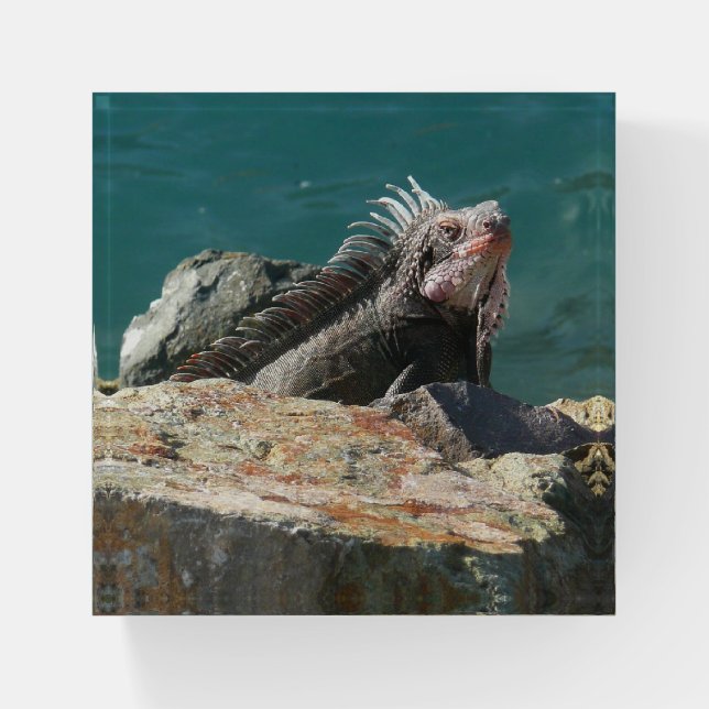 Iguana at St. Thomas Paperweight (Front)