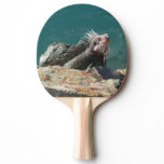 Iguana at St. Thomas Ping-Pong Paddle