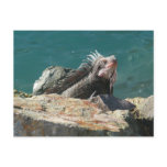 Iguana at St. Thomas Postcard