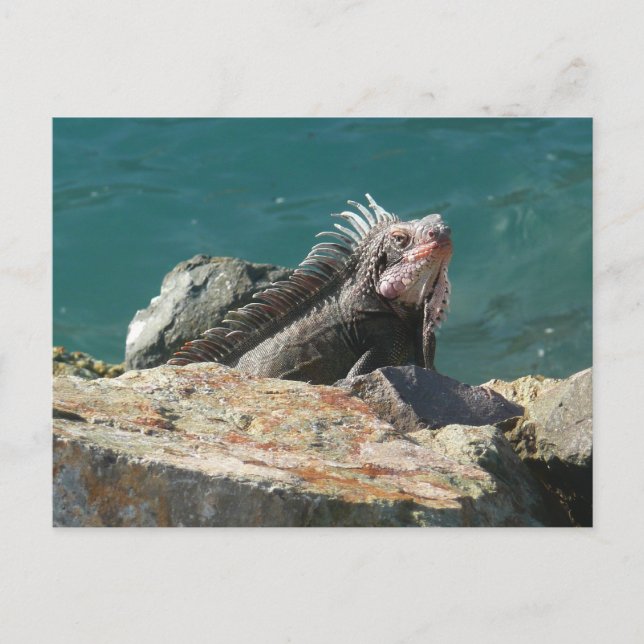 Iguana at St. Thomas Postcard (Front)