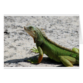 Iguana Cards