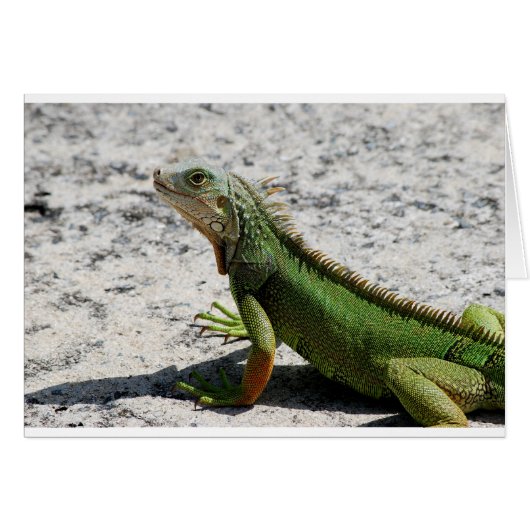 Iguana Cards (Front Horizontal)