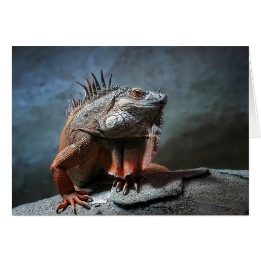 Iguana Cards (Front Horizontal)