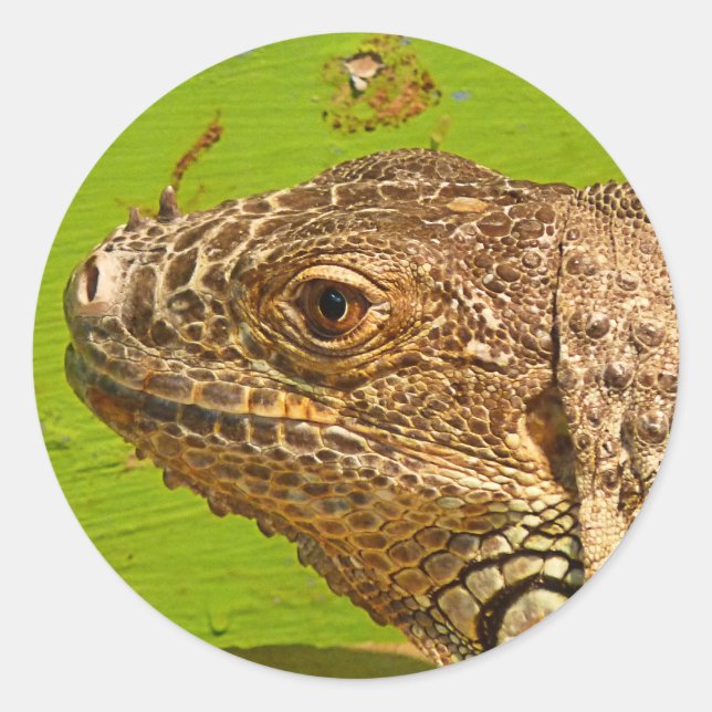 IGUANA CLASSIC ROUND STICKER (Front)