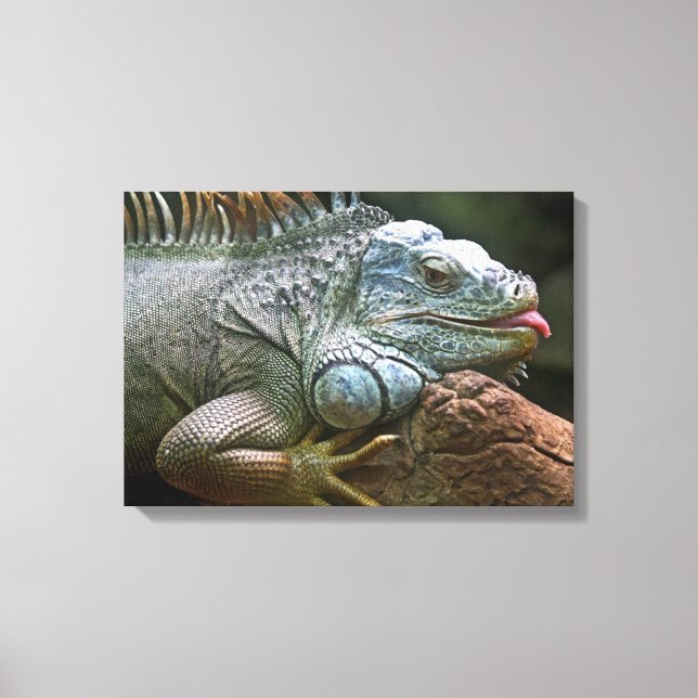 Iguana Close-Up canvas print (Front)