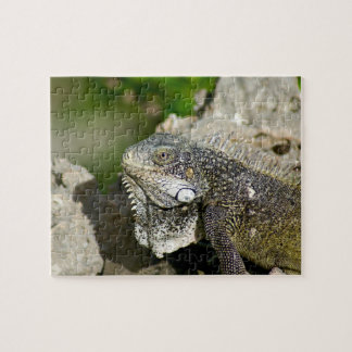 Iguana, Curacao, Caribbean islands, Photo Jigsaw Puzzle