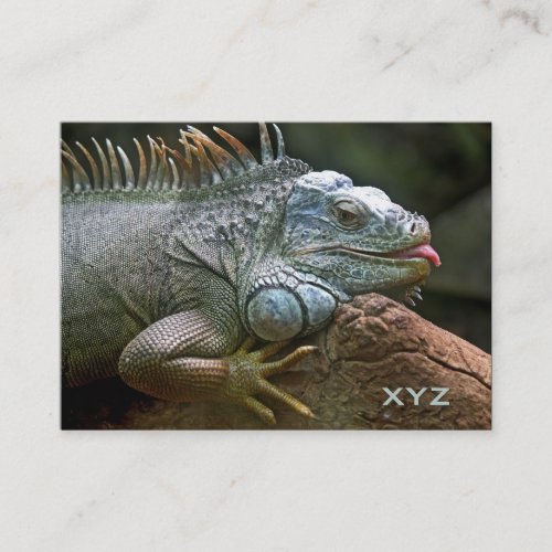Iguana custom business cards