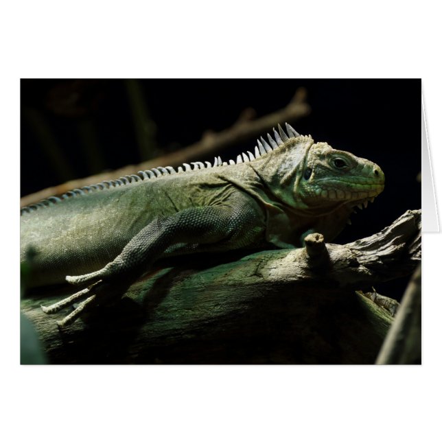 Iguana delicatissima (Front Horizontal)