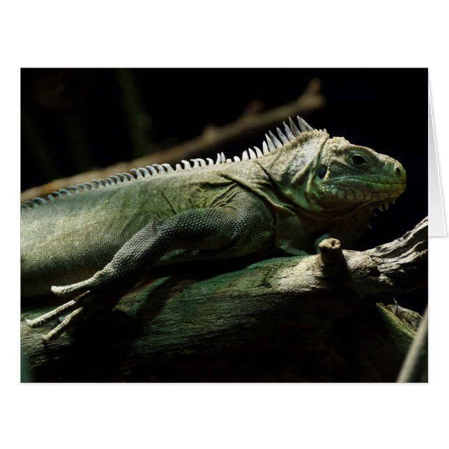 Iguana delicatissima cards (Front Horizontal)