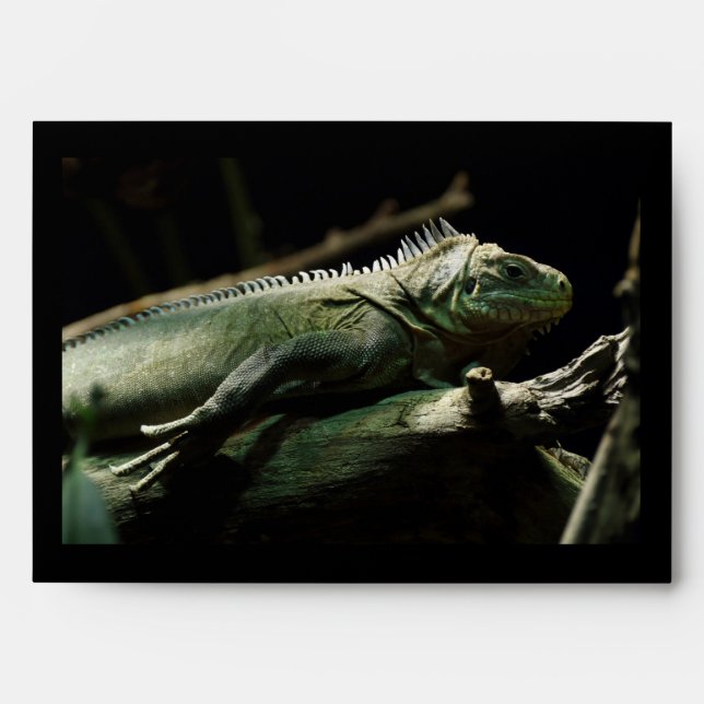 Iguana delicatissima envelope (Front)