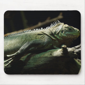 Iguana delicatissima mouse pad