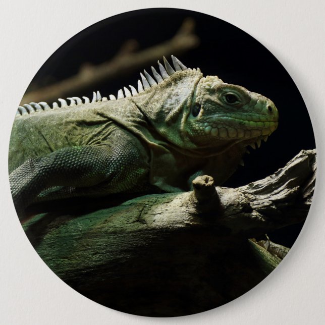 Iguana delicatissima pinback button (Front)