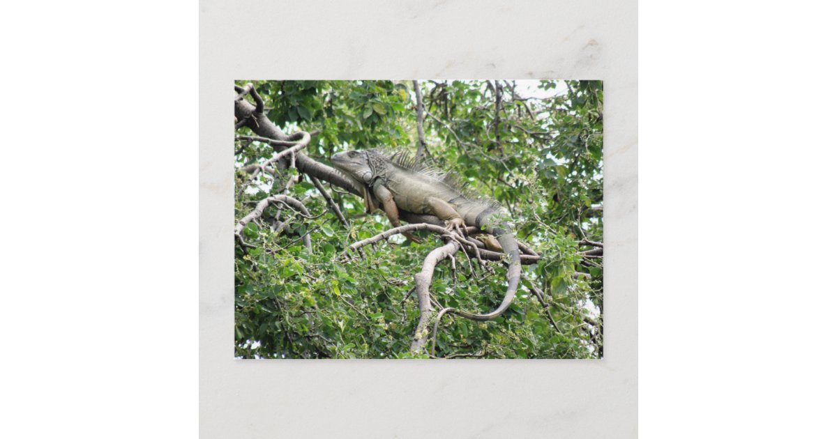 Iguana en Monagas Postcard | Zazzle