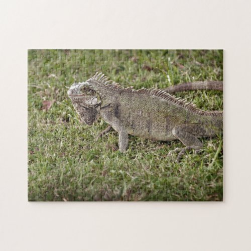 Iguana Exotic Reptile Pet Lizard Jigsaw Puzzle