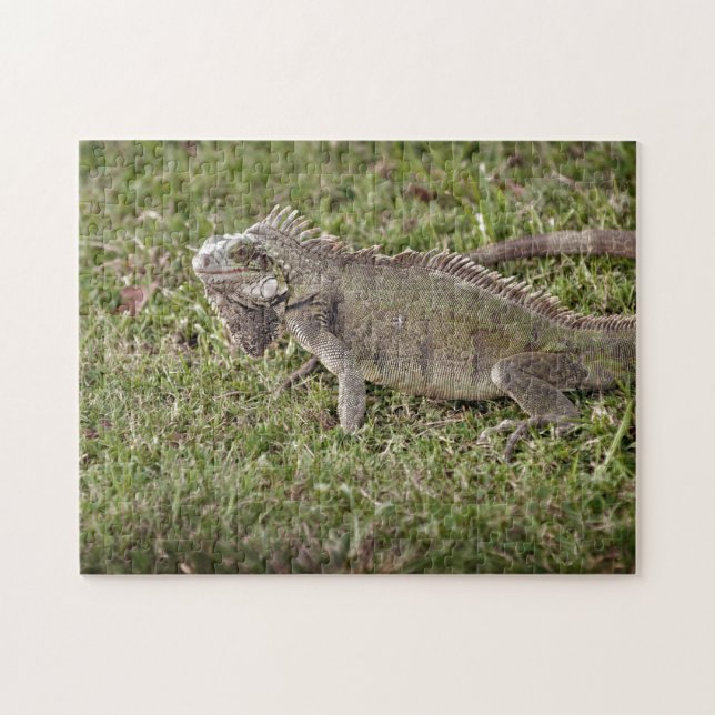 Iguana Exotic Reptile Pet Lizard Jigsaw Puzzle (Horizontal)