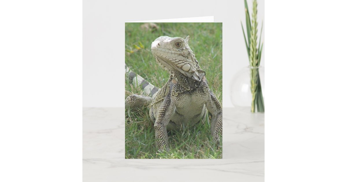 iguana-greeting-card-zazzle