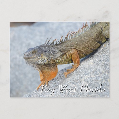Iguana in Key West Florida Postcard