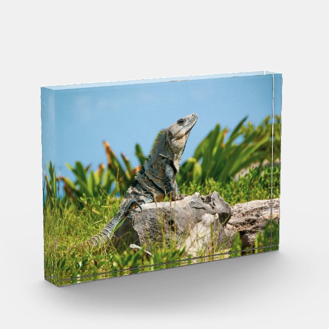 Iguana in Mexico Photo Block (Left)