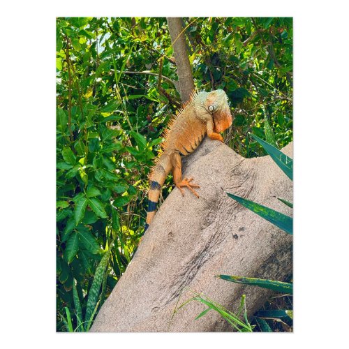 Iguana in Sint Maarten Photo Print
