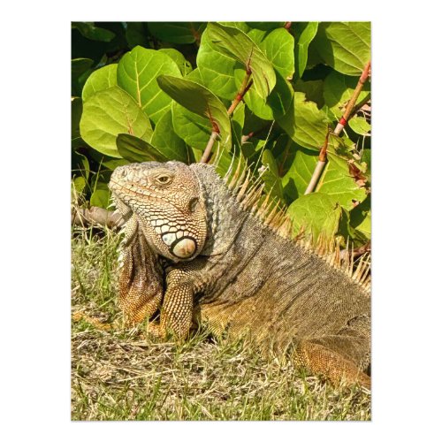 Iguana in St Martin Photo Print