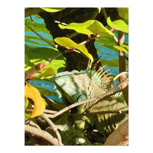 Iguana in St Matin Photo Print