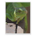 Iguana in the Tropics Temporary Tattoos