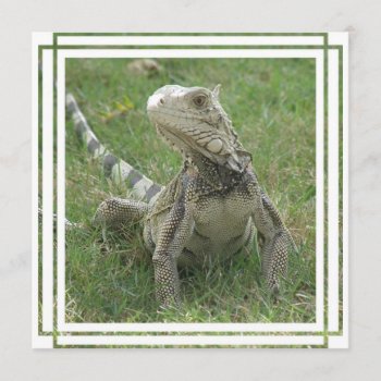 Iguana Invitation by WildlifeAnimals at Zazzle