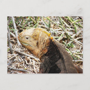 Iguana, Isla Seymour, Galapagos Is. Postcard