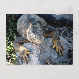 Iguana, Islas las Plazas, Galapagos Postcard